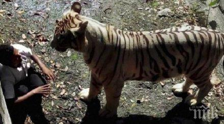 тигър уби индиец паднал клетката видео