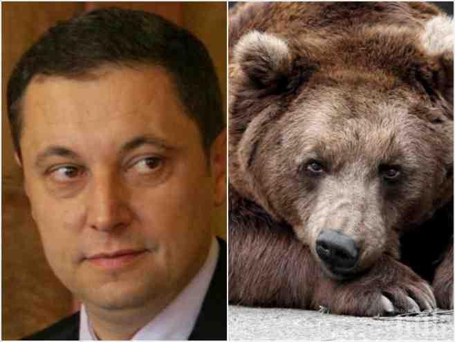 САМО в ПИК! Яне Янев изтегли стадото си от Пирин, злата мечка ранила 20 негови телета! Политикът лети в галоп около окървавеното Арнут дере!