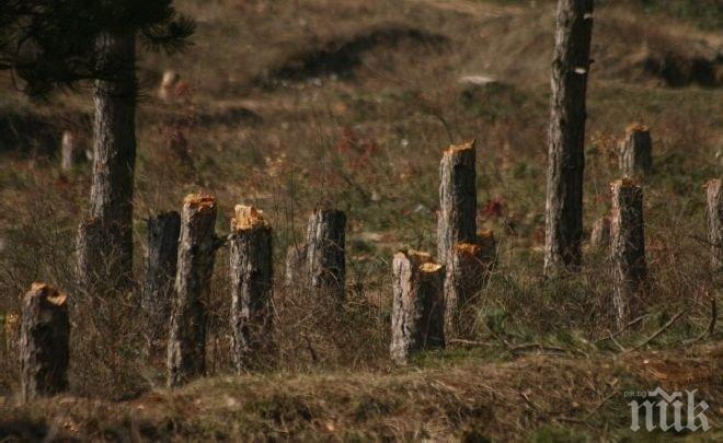 Дървената мафия генерира 100 млн. лв. приходи годишно 