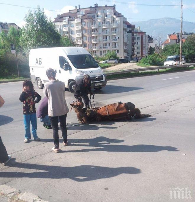 Шок в София! Кон припада от глад на „Г.М. Димитров”, цигани го ритат да стане! Майка и дете гледат и реват (снимки)