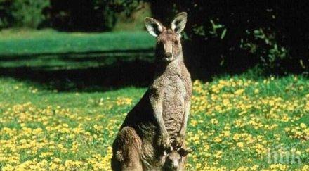 отровиха двойка кенгура бебе хасковския зоопарк