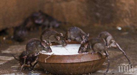 мишките носят къщите заразни болести