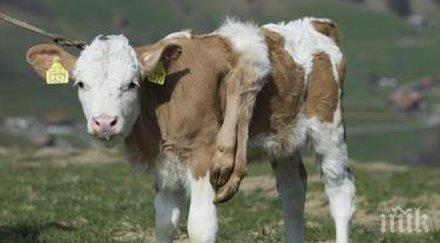 теле крака роди китай