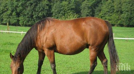 невиждано коне препускат аспарухов мост видео