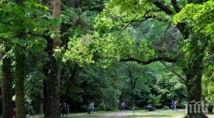 спират изсичането горите 2030