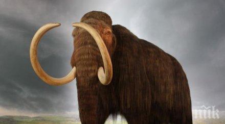 лондон дават търг скелет мамут