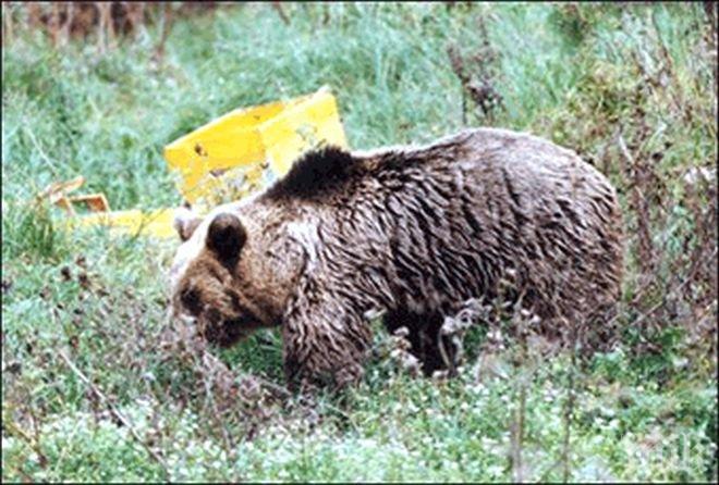 Главният администратор на Карлово Недка Шуменската: Мечка разбута кошери на пчелар