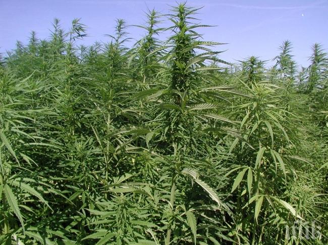 Оптимист от Кресна сложи алармена система на наркоплантацията си, сгащиха го