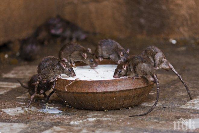 Мишките носят в къщите ни 35 заразни болести