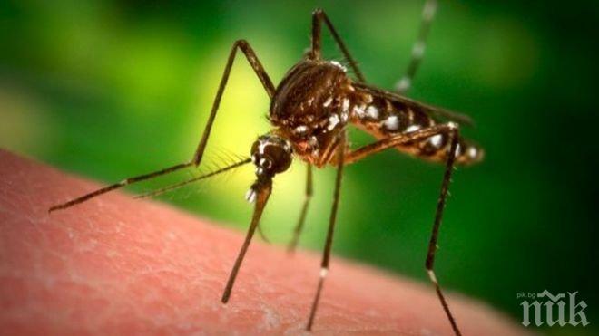 Добри комари борят болестта денга в Бразилия