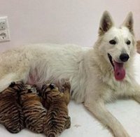 Куче осинови сибирски тигърчета (снимки)