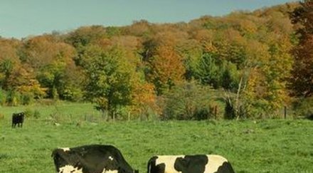 форд уби две крави