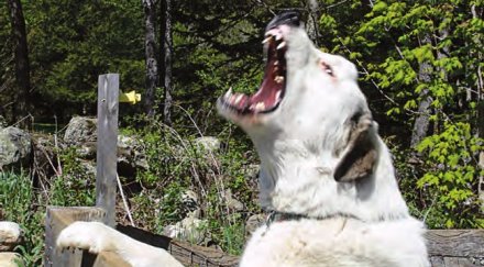 кучетата побесняха студа шефът екоравновесие болнични