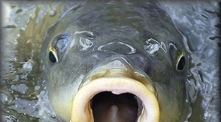 глобиха търговец 500 лева акция шаран