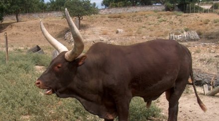 кмет съд заради селски бик