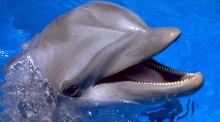 гладен делфин захапа ръка момиченце видео