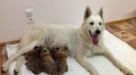 куче осинови сибирски тигърчета снимки