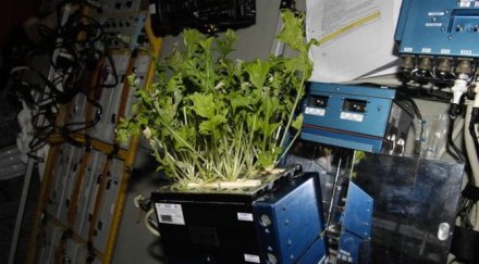 отглеждат овощни дръвчета космоса