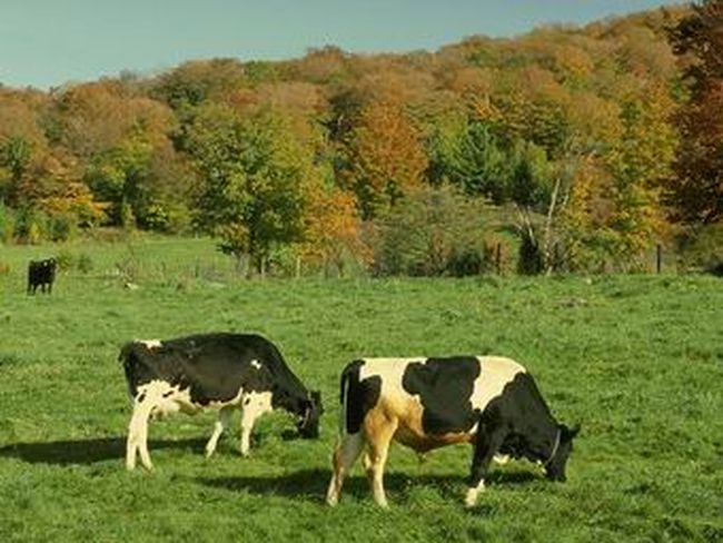 Форд уби две крави