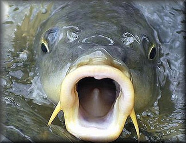 Глобиха търговец с 500 лева при акция Шаран