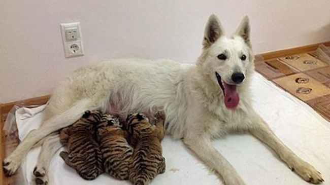 Куче осинови сибирски тигърчета (снимки)