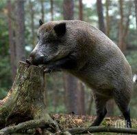 Груповият лов на глигани стартира в деня за размисъл
