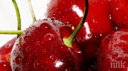 скоро ядем български череши китай