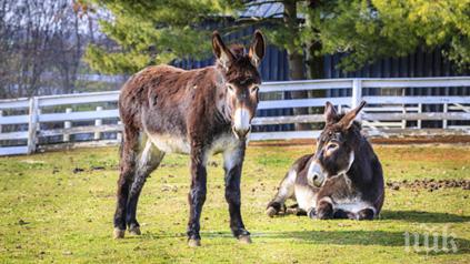 една истинска магарешка любов все пак завърши щастливо