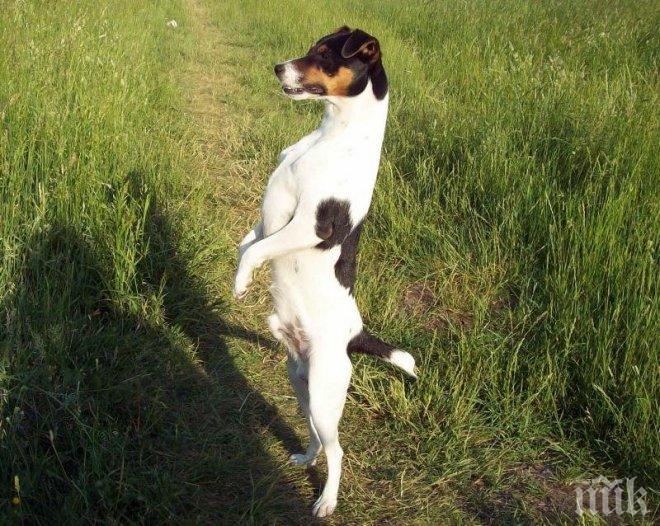 Обрекоха на смърт кученце! Изхвърлиха го болно на улица в Пловдив (снимка 18+)