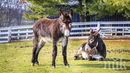 Една истинска магарешка любов все пак завърши щастливо