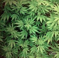 Полицаи спипаха жена, отглеждала канабис в дома си край Дупница