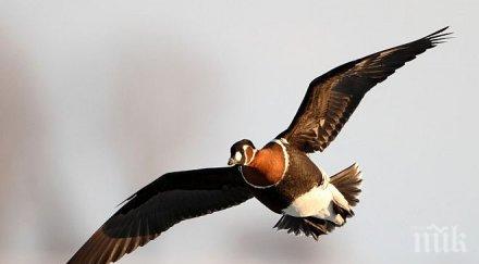 уникален римски хороскоп птица сте датата раждане