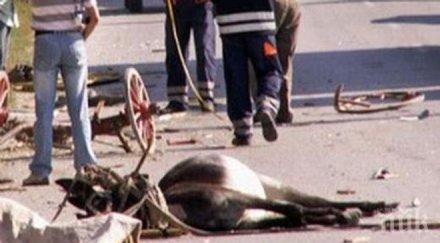 каруца натресе кола конят умря