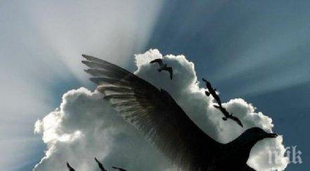 wwf години животните намалели