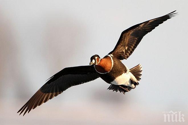 Уникален римски хороскоп - що за птица сте според датата на раждане?
