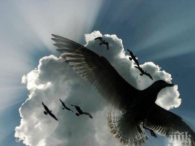 WWF: За 40 години животните са намалели с над 50%