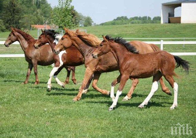 Кой е най-бързият кон в света