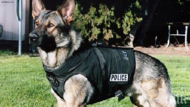 Полицейско куче надушва флашки
