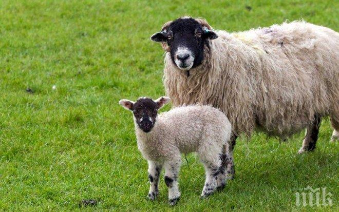 Зевзек прави курбан за съживяването на КТБ, коли овца на име Цветанка Василева