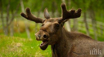 интелигентни лосове сами пускат водата националния парк гранд каньон