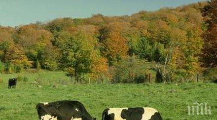 мюфтийство раздава крави байрям