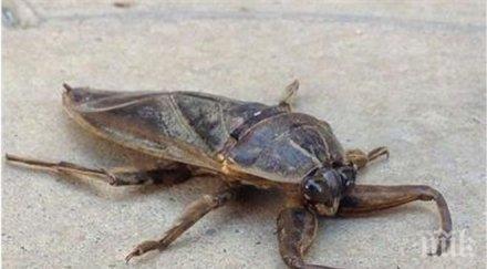 ужас гигантски буболечки налазиха южна българия