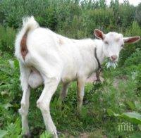 Шок! Фермер обвинен в содомия след раждането на коза с 