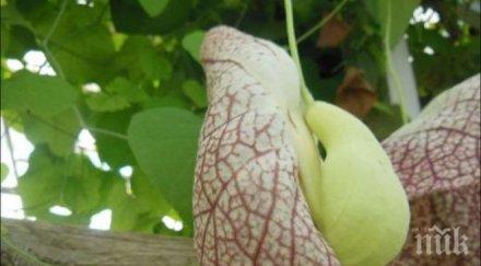 отровно огромно цвете разцъфна балчик видео