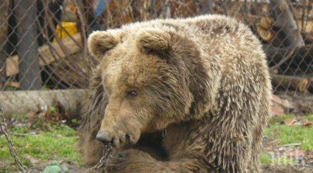 преселиха чужбина мечки кормисош