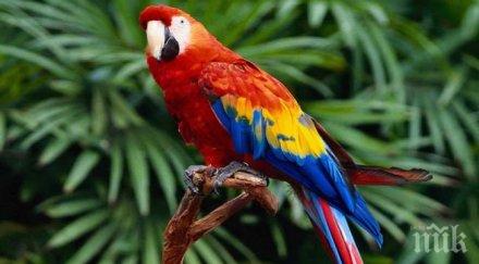 папагал идентифицира собственика полицаи