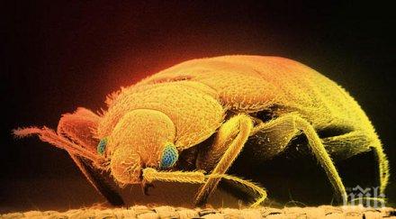 нилски дървеници плъзнаха хасково варна