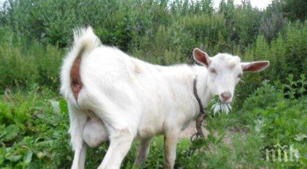 шок фермер обвинен содомия раждането коза човешко лице снимка