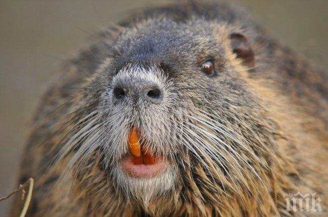 Нутрия обикаля безстопанствено варненските улици