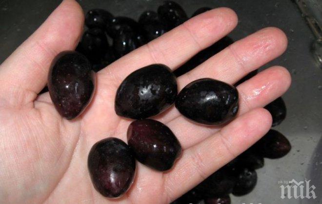 Mушици нападнаха гръцките маслини